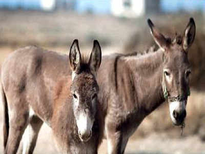 After Project Tiger, Maharashtra on 'save donkey' drive | Mumbai News -  Times of India