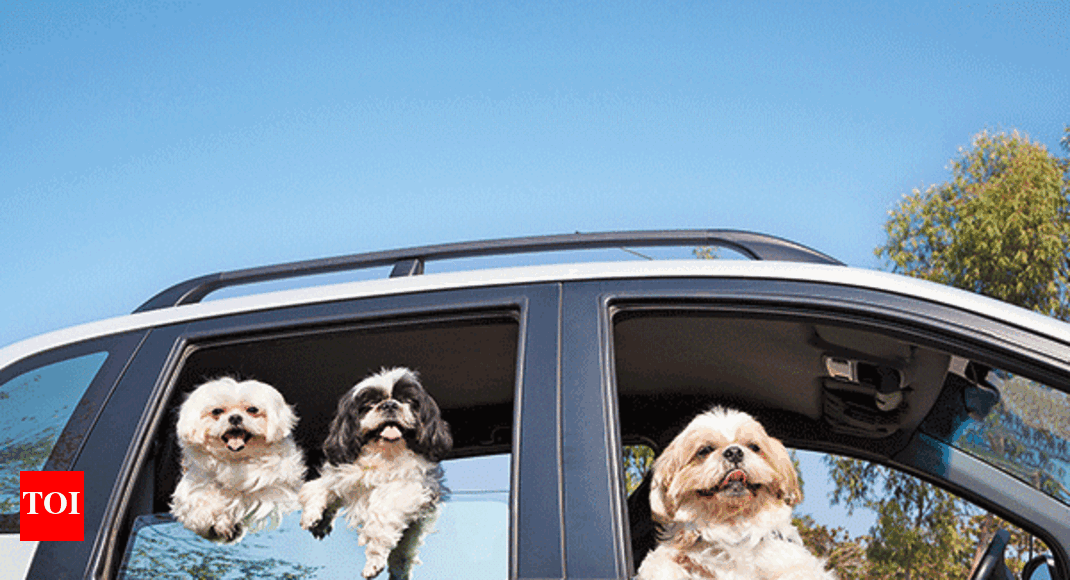 pet-cabs-solve-commuting-woes-of-delhi-s-four-legged-travellers-delhi