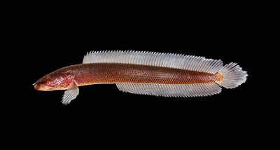 Mysterious snakehead fish from Kerala found