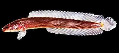 Gollum, the new fish species from Kerala