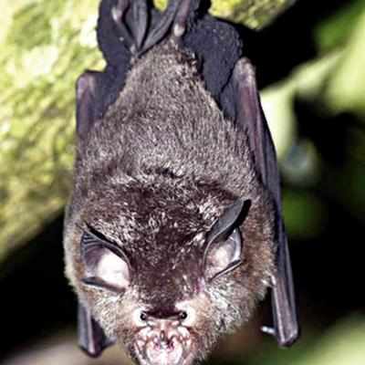 Bat survey finds seven new species | Kochi News - Times of India