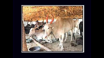 Over 5 lakh cattle now in Marathwada fodder camps