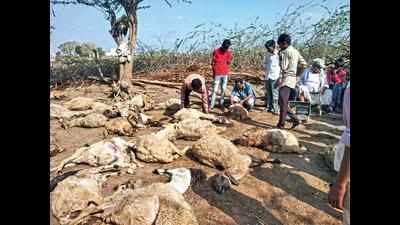 Leopard kills 47 sheep in Gujarat's Morbi village in one day