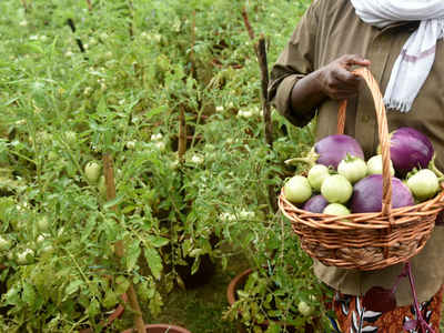 Tests confirm illegal cultivation of Bt Brinjal in Haryana district