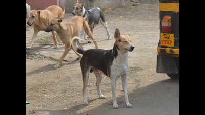 6-year-old boy mauled to death by half a dozen stray dogs in Bhopal ...