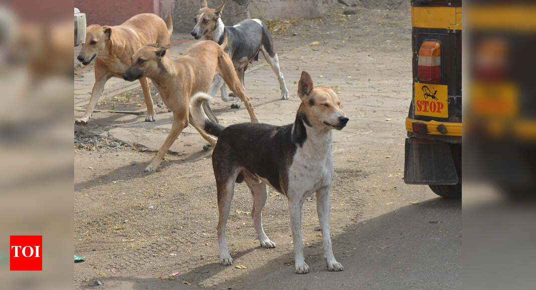 6-year-old boy mauled to death by half a dozen stray dogs in Bhopal ...