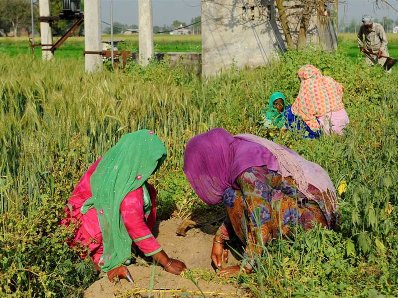Dalit women labourers in Punjab farms battle sex abuse India News picture