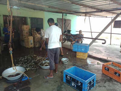 Lack of ice production after cyclone hits fish market in Odisha ...