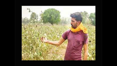 Fatehabad farmer claims Bt brinjal saplings easily available