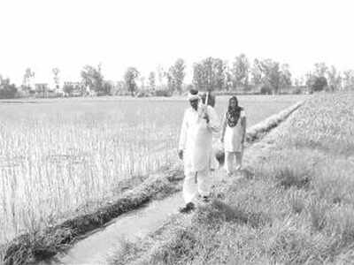 Paddy growers’ issues to be a major factor in Haryana polls