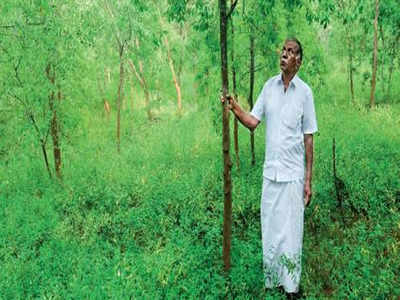 Sandalwood Cultivation: Most Expensive Wood in the World