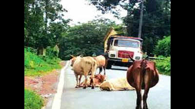 DMC to start registration of cattle in Dehradun
