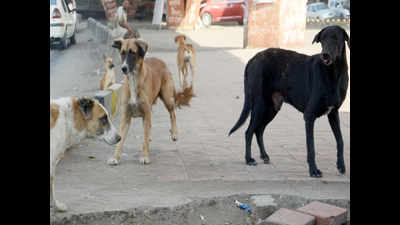 Now, stray dogs attack 6-year-old in Mansarovar