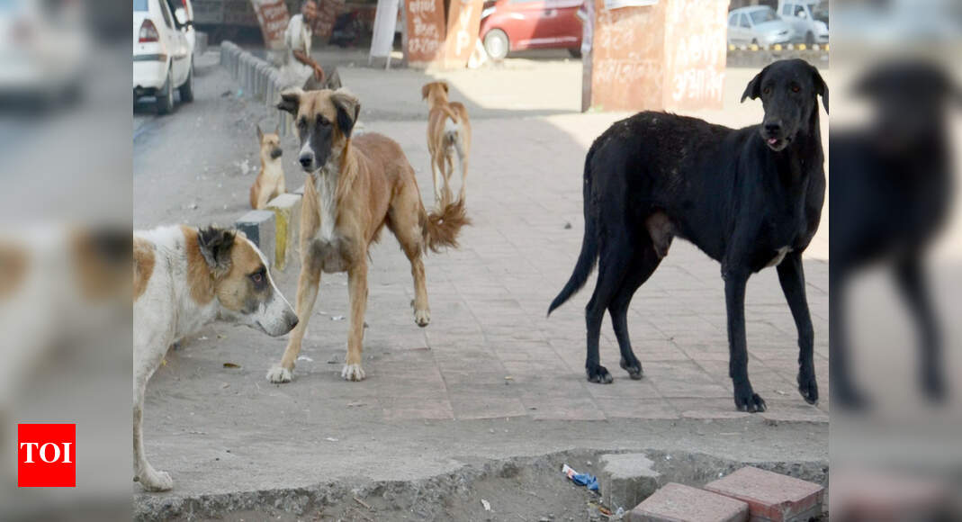 Now, stray dogs attack 6yearold in Mansarovar Jaipur News Times