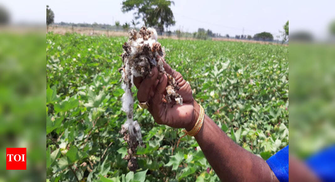 Cotton farmers worry as rodents destroy their crops Trichy News