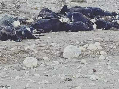 300 yaks starve to death in North Sikkim
