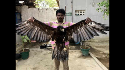 Rare black eagle rescued from house in Palavakkam