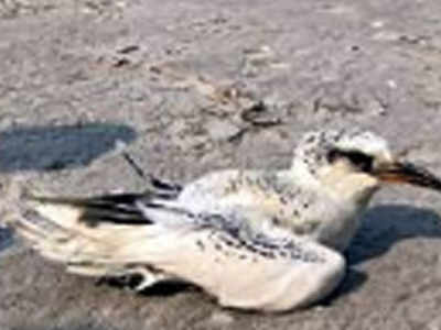 Cyclone Fani brings rare seabird into West Bengal for the first time