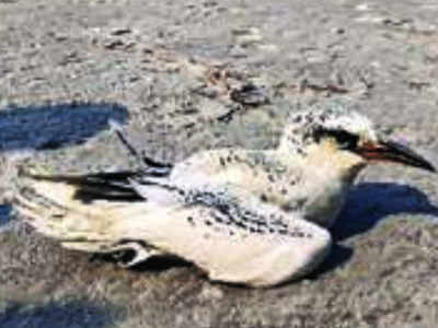 Cyclone Fani brings rare seabird into West Bengal for the first time