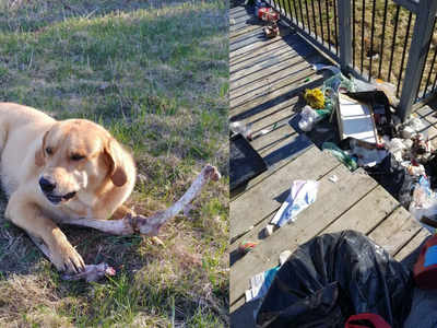 'Corrupt' dog accepting bones for trash has everyone in fits