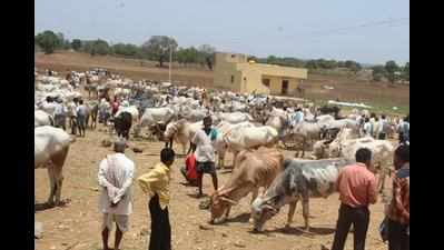 Drought: Farmers resort to distress sale of livestock