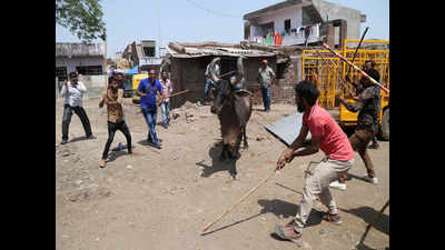 Ahmedabad Municipal Corporation cattle team attacked, cop injured