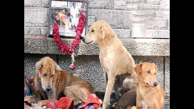 Ahmedabad: Dogfather passes away at 75