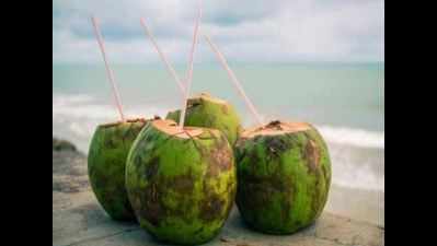 Vijayawada residents look to ice apples, coconut water to beat the heat
