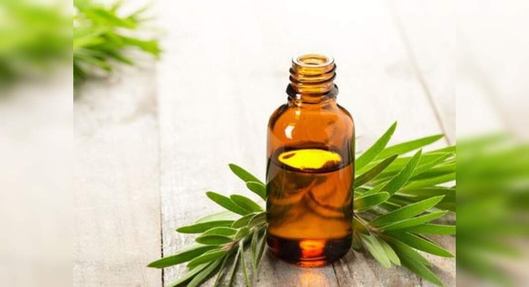 Tea Tree Oil For Head Lice Ways To Use Tea Tree Oil To Treat Head Lice