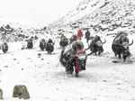 300 Himalayan yaks starve to death in Sikkim
