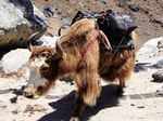 300 Himalayan yaks starve to death in Sikkim