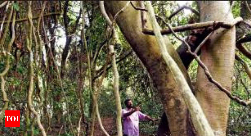 Kochi: A biodiverse hotspot right in the middle of the city | News Times of India