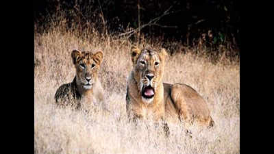14 lions to roars at Indian zoos