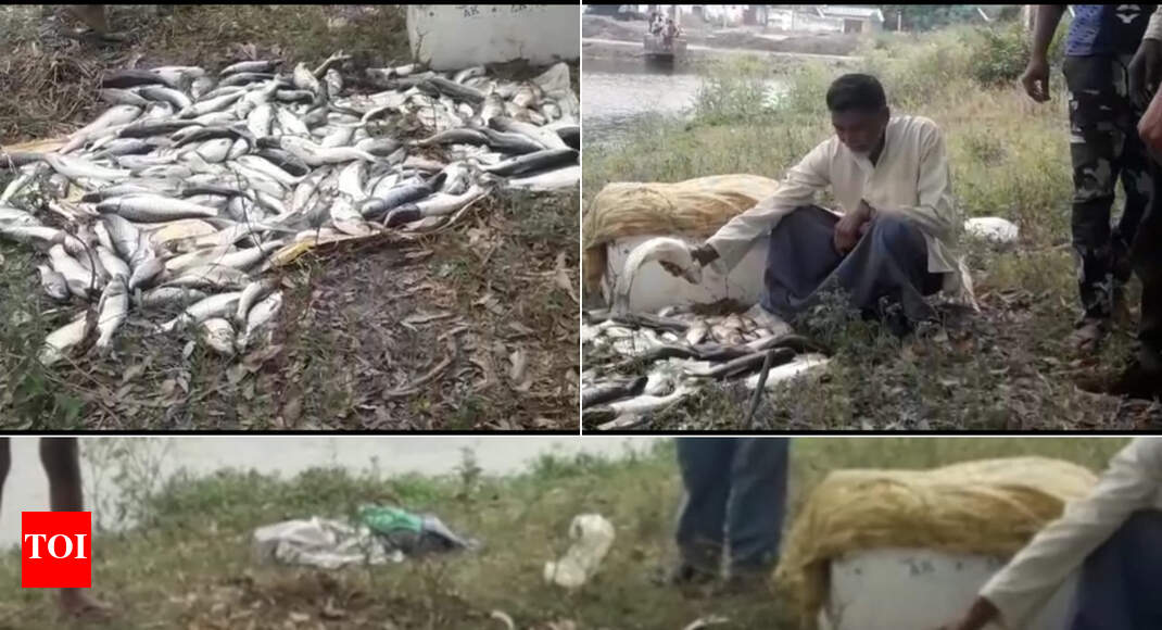 Thousands of fish electrocuted as electric wire falls into pond