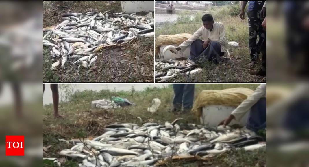 Thousands of fish electrocuted as electric wire falls into pond