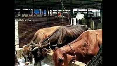 820 bovines go hungry as shelter starved of funds