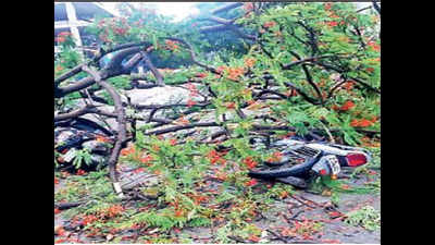 Heavy showers in Bengaluru uproot trees; week to end on a wet note