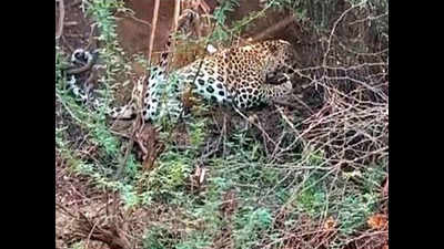 Leopard trapped in farm fence in Mehsana rescued