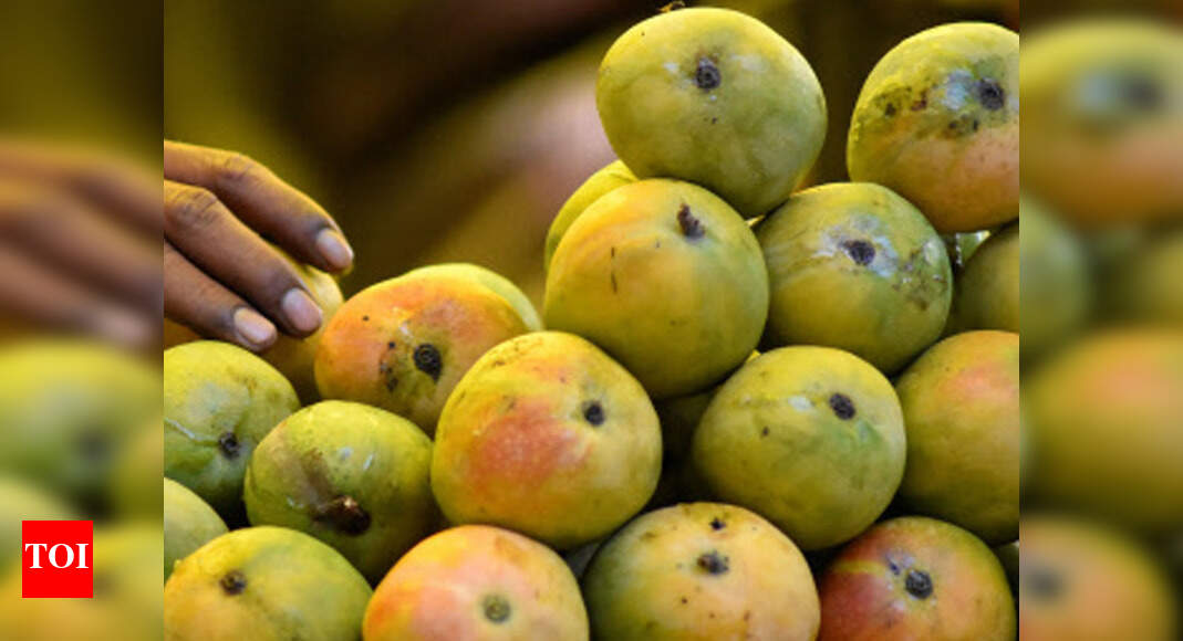 Food safety department now allows ethylene method to ripen mangoes
