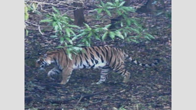 Uttarakhand: Tigers find habitat in forests of Jaspur