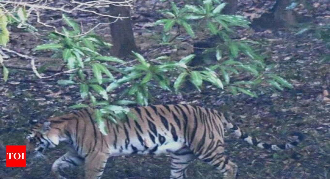 Uttarakhand: Tigers find habitat in forests of Jaspur | Dehradun News ...