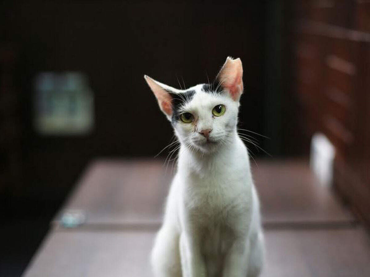 Cat For Adoption In Jaipur The W Guide