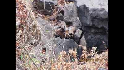 11 tiger cubs make it a wow week in MP forests