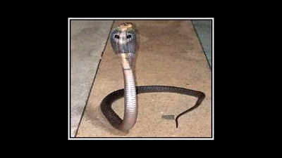 Cobra rescued from IAF mess in south Delhi