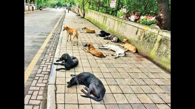 PMC plans shelter for strays dogs in Mundhwa