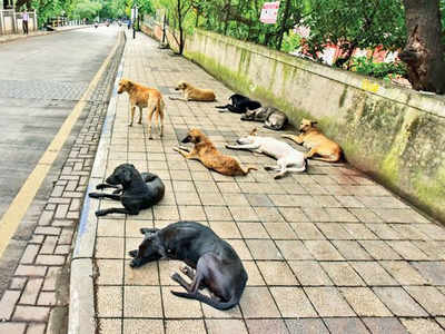 PMC plans shelter for strays dogs in Mundhwa | Pune News - Times of India