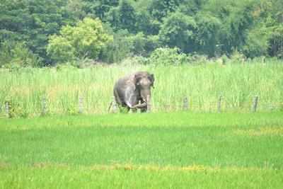 Wild elephant enters village, damage two-wheelers