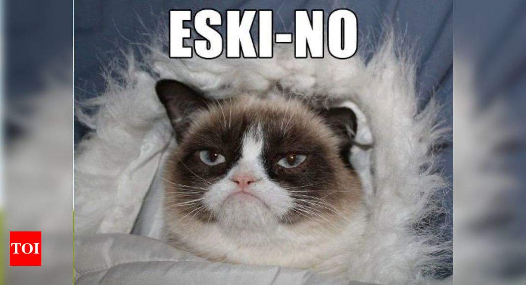 Internet's favorite grumpy cat is more! Here are some of her memorable memes Times of India