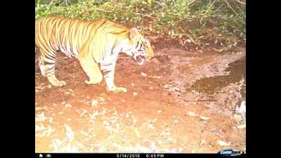 Goa’s new visitor: Big cat at Molem national park