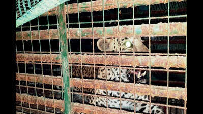 Leopard caught from Navsari town